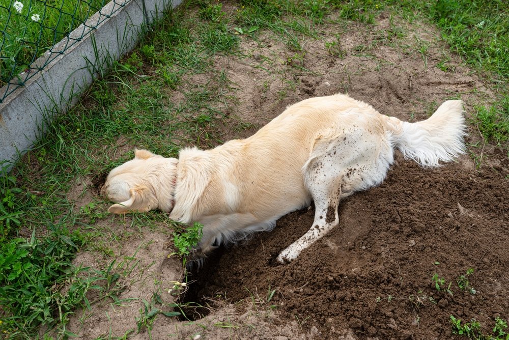 A golden retriever stands in a backyard near a small hole in the grass.